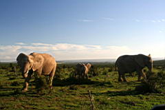 elephants addo IMG_3665.JPG